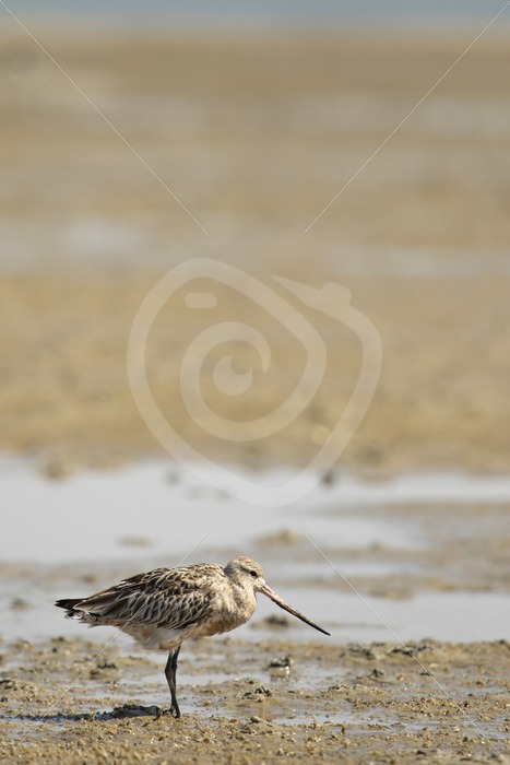 Black-tailed godwit on the beach - Nature Stock Photo Agency