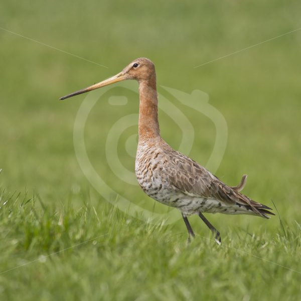 Black-tailed godwit portait in meadow - Nature Stock Photo Agency