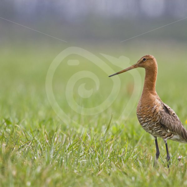 Black-tailed godwit posing in the field - Nature Stock Photo Agency