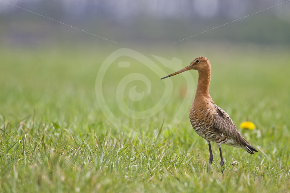 Black-tailed godwit posing in the field - Nature Stock Photo Agency