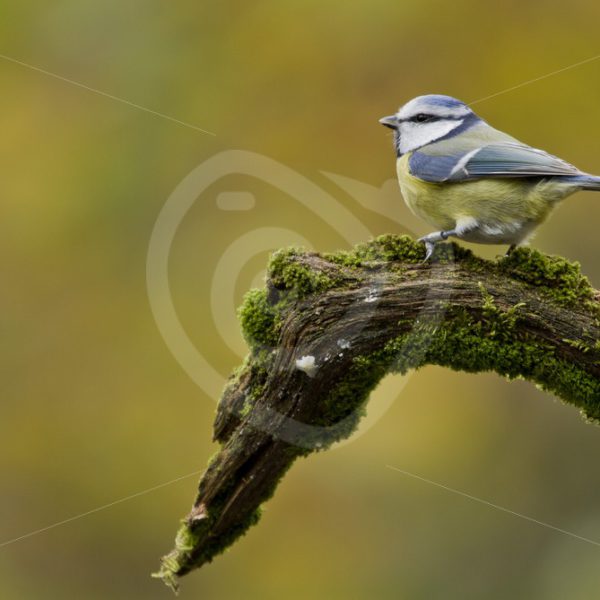 Blue tit on a branche - Nature Stock Photo Agency