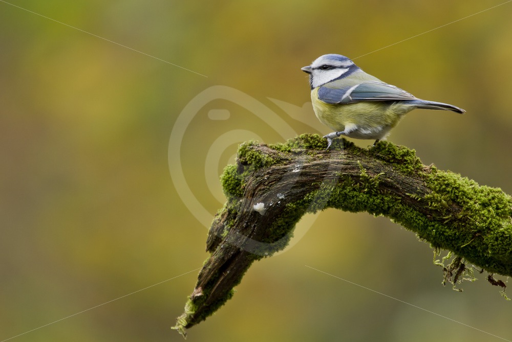 Blue tit on a branche - Nature Stock Photo Agency