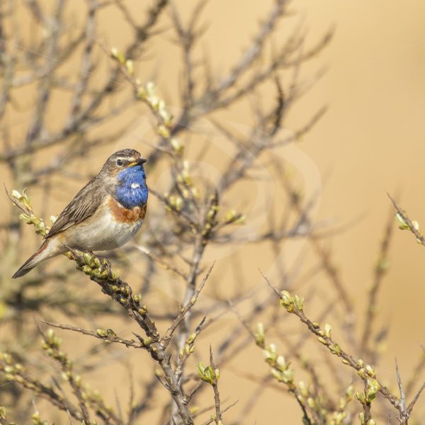 Bluethroat in the bushes - Nature Stock Photo Agency