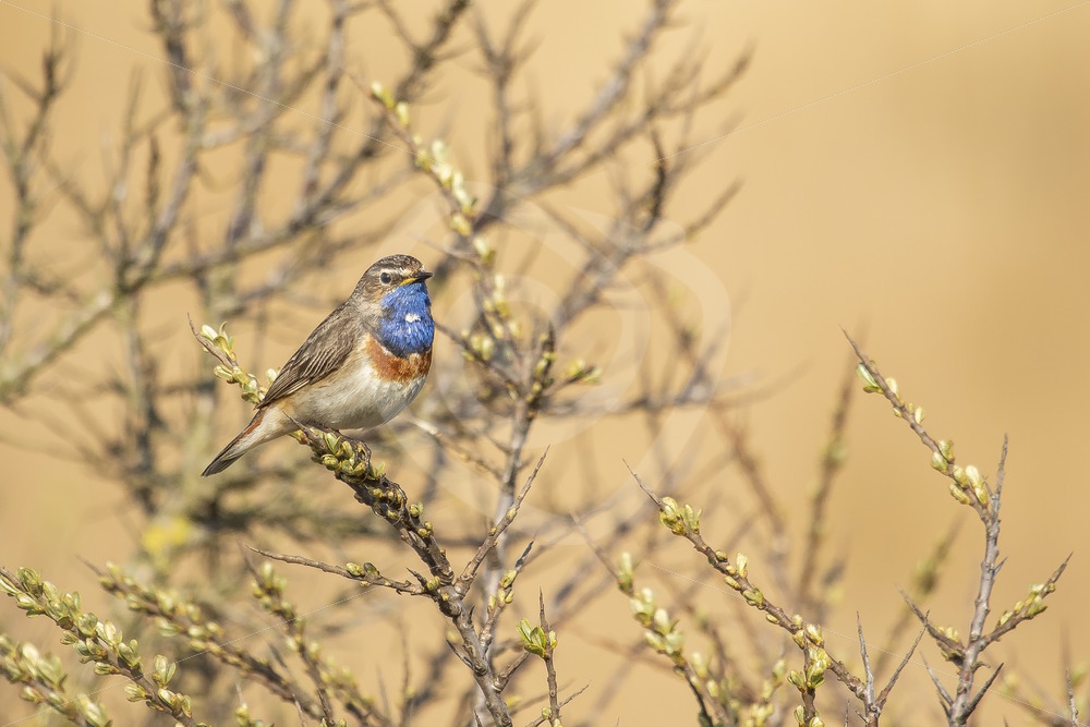 Bluethroat in the bushes - Nature Stock Photo Agency