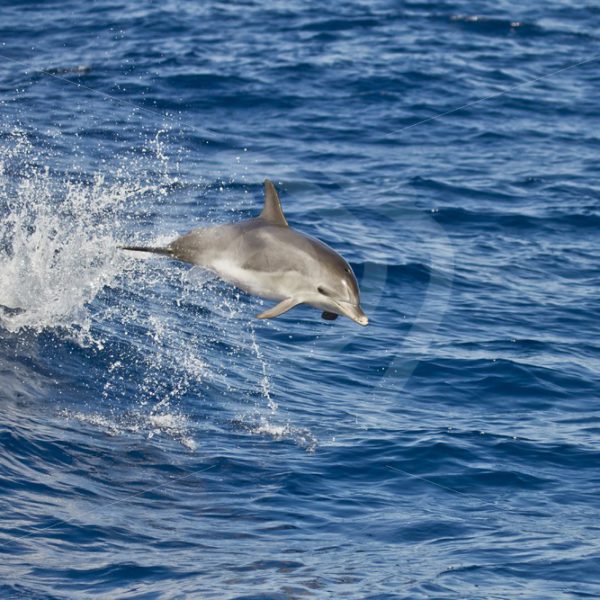 Bottlenose dolphin jumping in the waves - Nature Stock Photo Agency