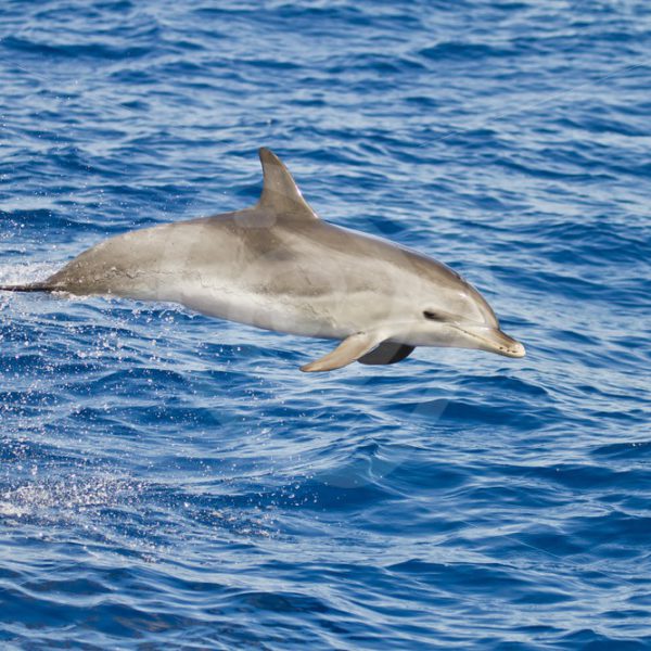 Bottlenose dolphin jumping out of the waves - Nature Stock Photo Agency