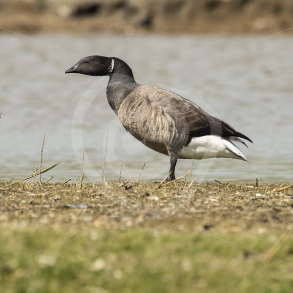 Brant goose on the shore - Nature Stock Photo Agency