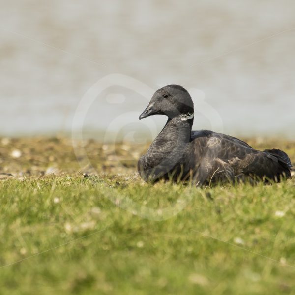 Brant goose resting in grass - Nature Stock Photo Agency