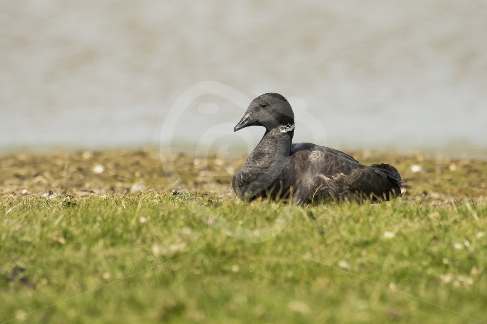 Brant goose resting in grass - Nature Stock Photo Agency