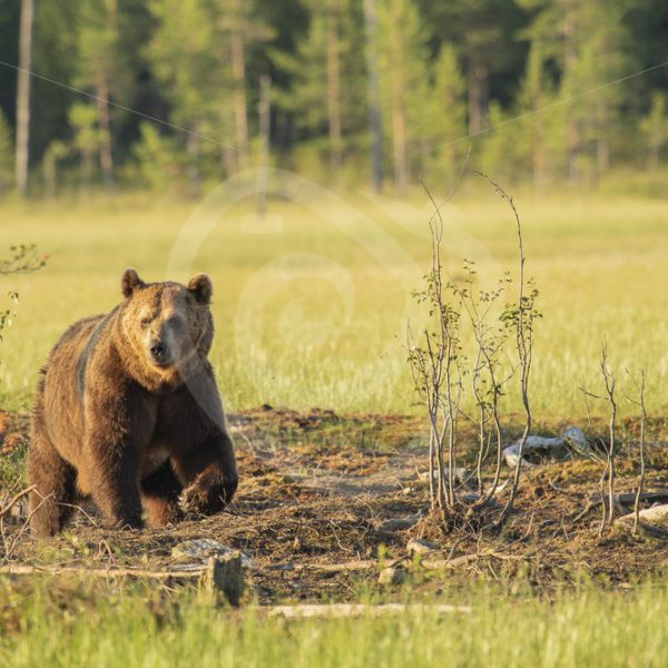Brown bear approaching in the sunlight - Nature Stock Photo Agency