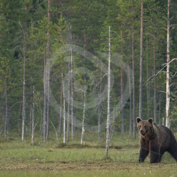 Brown bear close to the forest border - Nature Stock Photo Agency