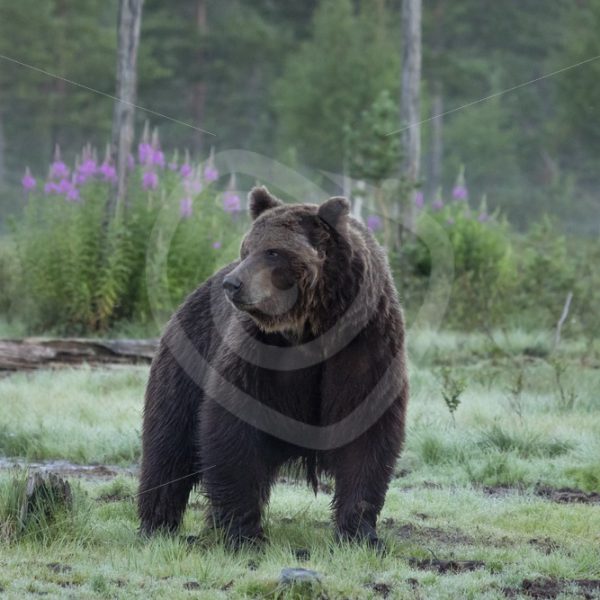 Brown bear close up in the evening - Nature Stock Photo Agency
