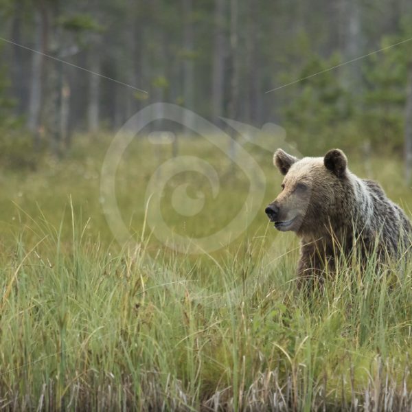 Brown bear in long grass - Nature Stock Photo Agency