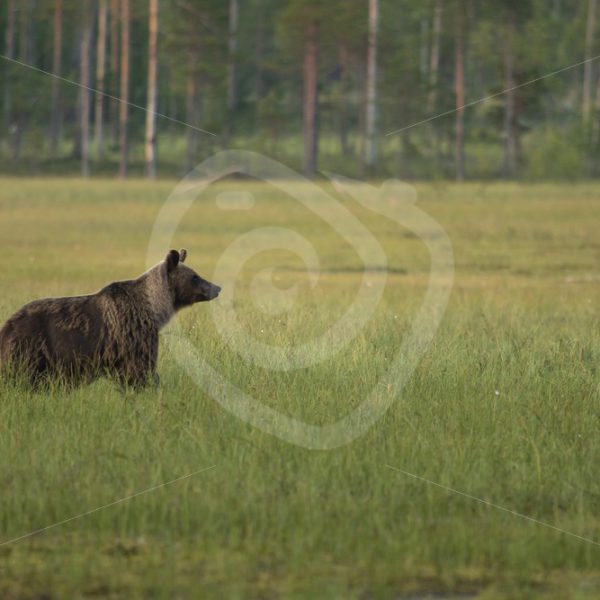 Brown bear looking upfront in the moorland - Nature Stock Photo Agency