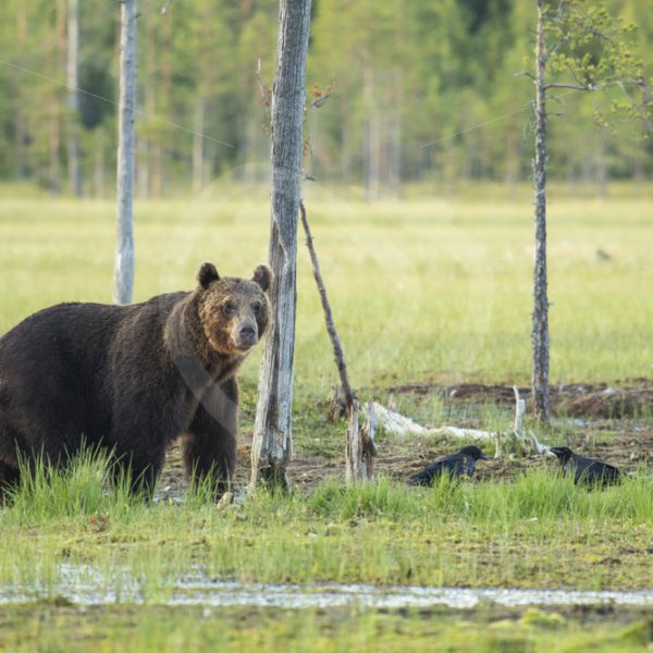 Brown bear near small trees - Nature Stock Photo Agency