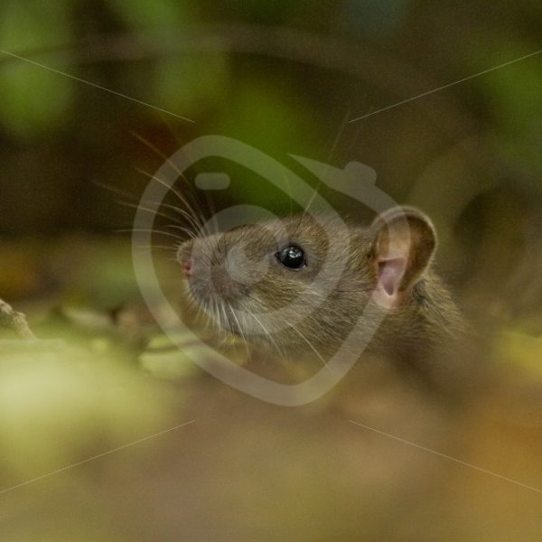 Brown rat coming out of hole - Nature Stock Photo Agency