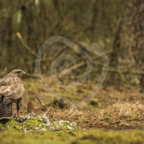 Buzzard in the woods with prey - Nature Stock Photo Agency