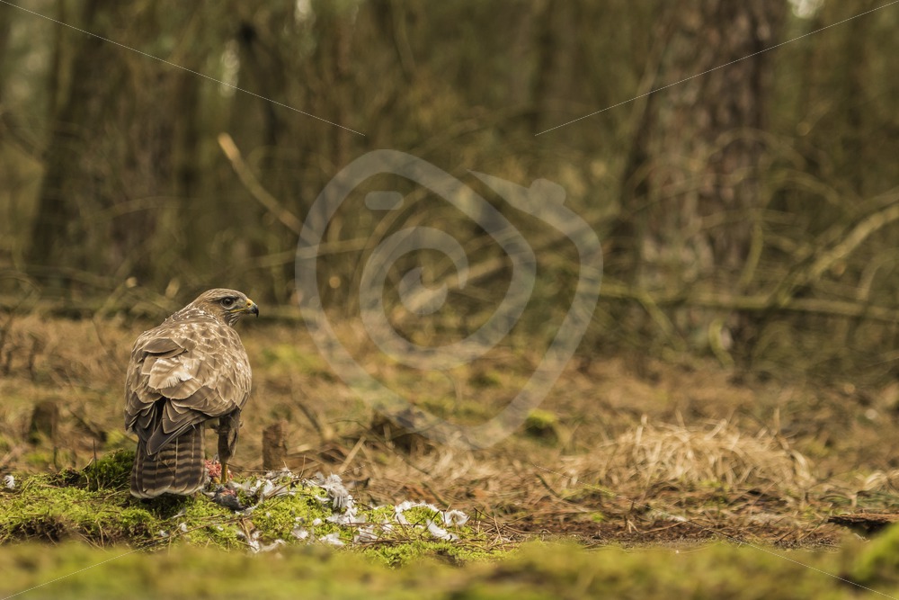 Buzzard in the woods with prey - Nature Stock Photo Agency