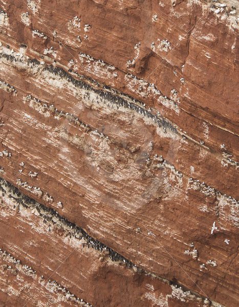 Cliffs full of common murres - Nature Stock Photo Agency