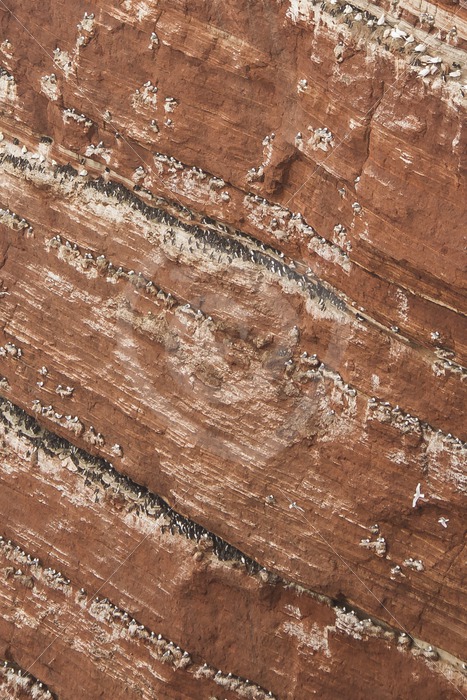 Cliffs full of common murres - Nature Stock Photo Agency