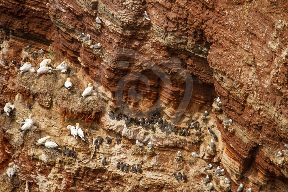 Cliffs full of gannets and murres - Nature Stock Photo Agency