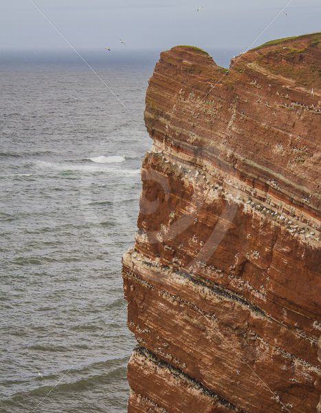 Cliffs of Helgoland full of storm birds - Nature Stock Photo Agency