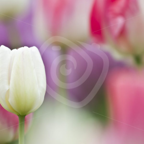Close up Dutch tulips - Nature Stock Photo Agency