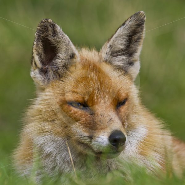 Closeup of a juvenile fox - Nature Stock Photo Agency