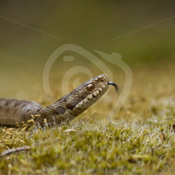 Closeup of a viper - Nature Stock Photo Agency
