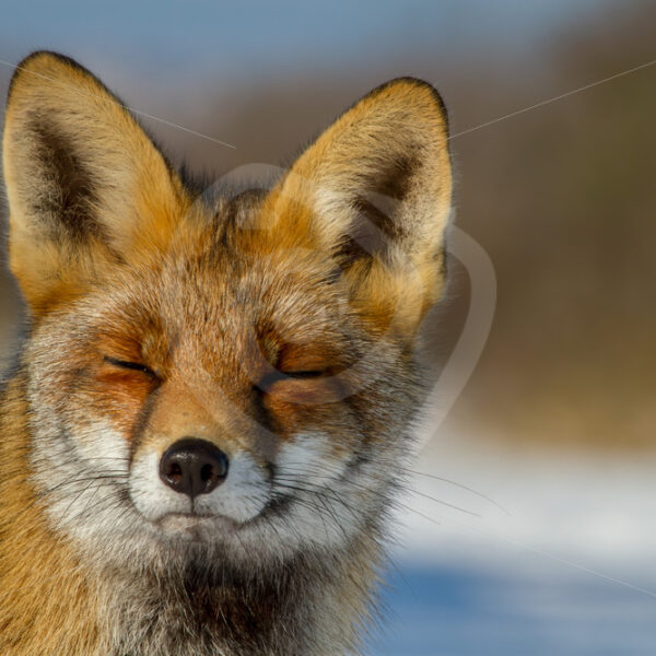 Closeup of fox with closed eyes - Nature Stock Photo Agency