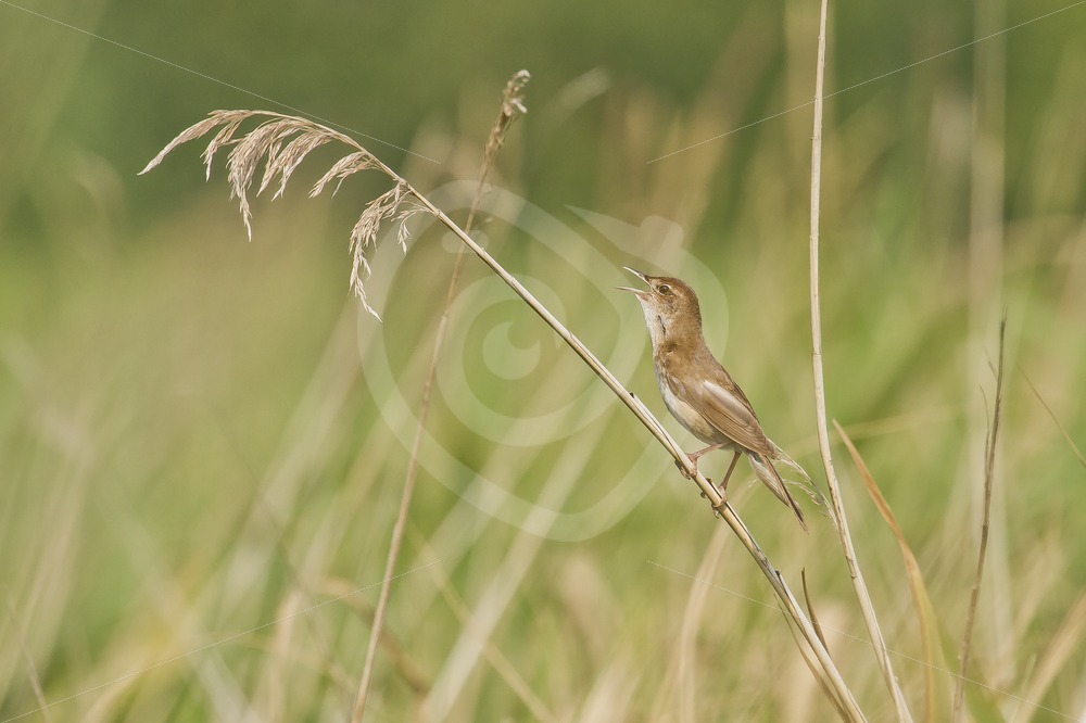 Common grasshopper warbler in the cane - Nature Stock Photo Agency