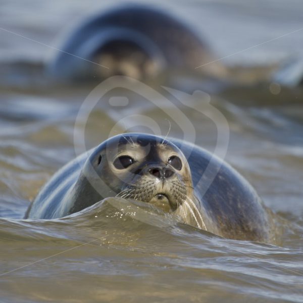 Common harbor seal in the sea - Nature Stock Photo Agency