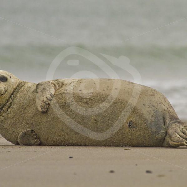Common harbor seal on the beach - Nature Stock Photo Agency