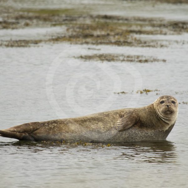 Common harbor seal relaxing - Nature Stock Photo Agency