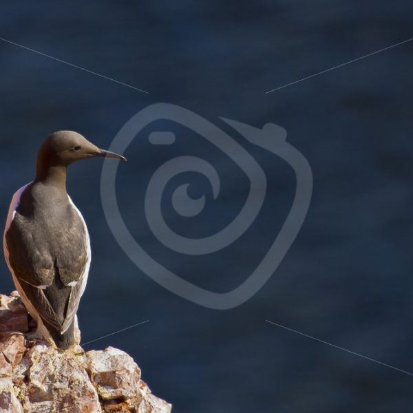Common murre on a cliff - Nature Stock Photo Agency
