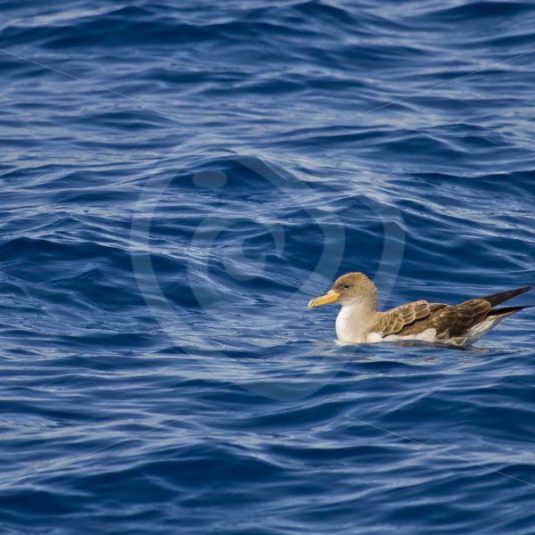 Cory shear-water floating on the water - Nature Stock Photo Agency