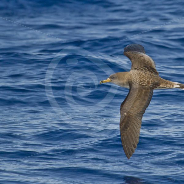 Cory shear-water flying over the water - Nature Stock Photo Agency