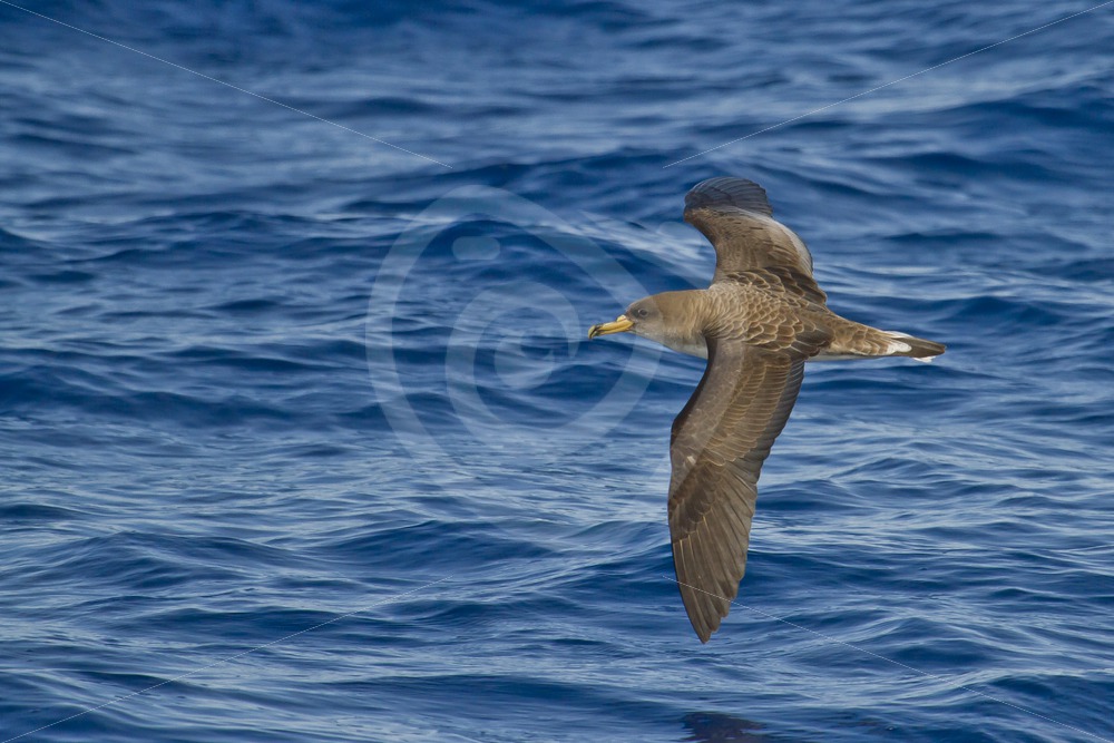 Cory shear-water flying over the water - Nature Stock Photo Agency