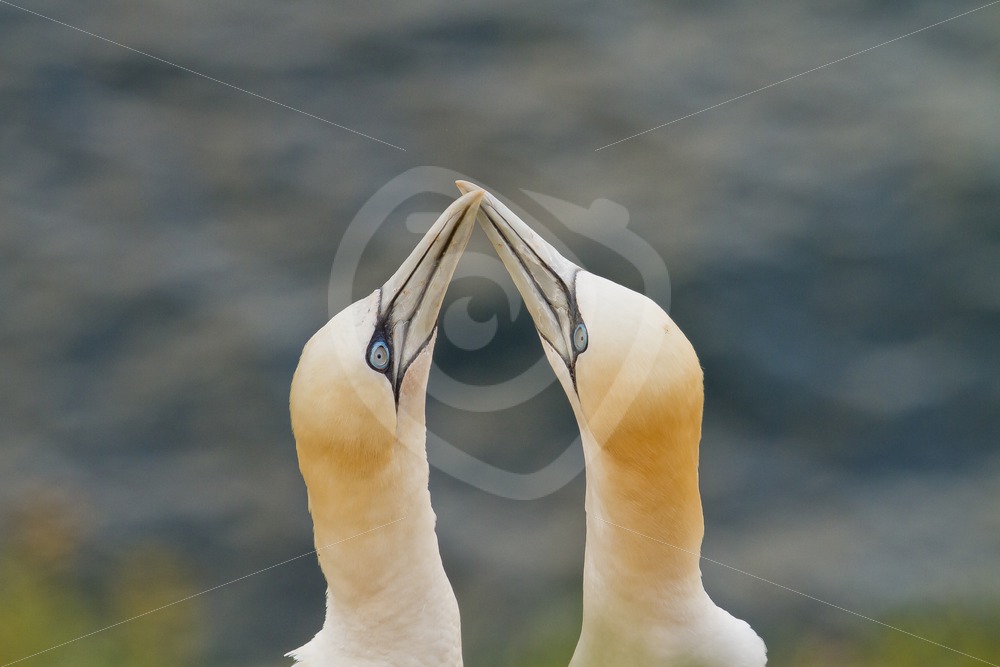 Couple of gannets with mating ritual - Nature Stock Photo Agency
