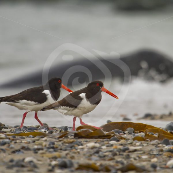 Couple oystercatchers with grey seal in the back - Nature Stock Photo Agency