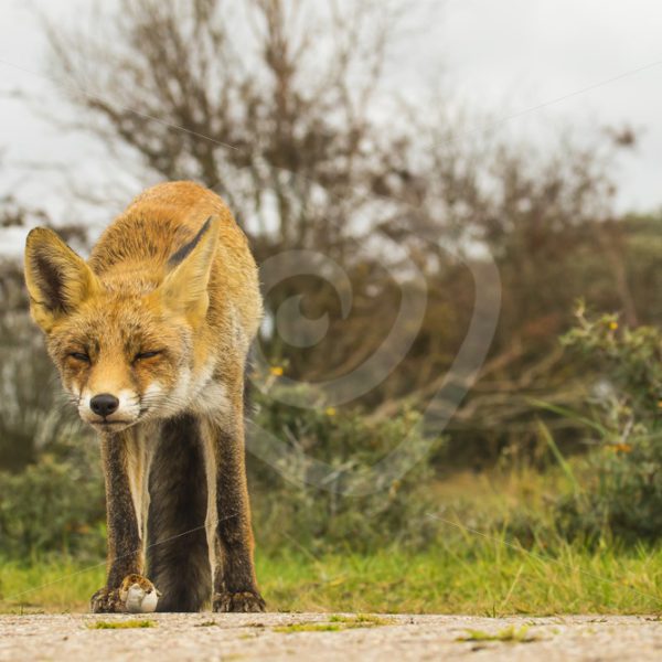 Curious Red fox - Nature Stock Photo Agency