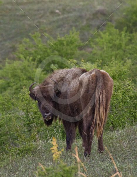 European bison looking back - Nature Stock Photo Agency