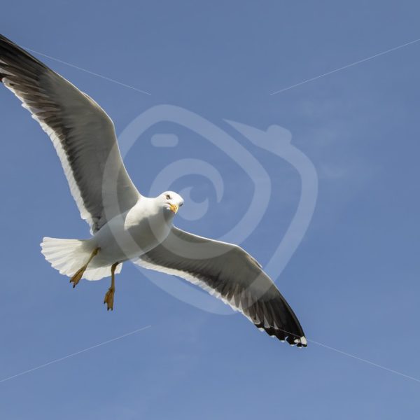 European herring gull from below - Nature Stock Photo Agency