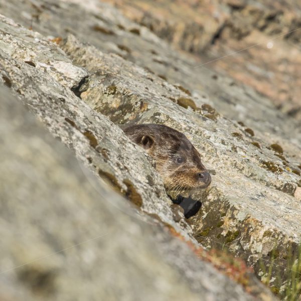 European otter from between the rocks - Nature Stock Photo Agency
