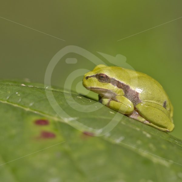 European tree frog closeup - Nature Stock Photo Agency