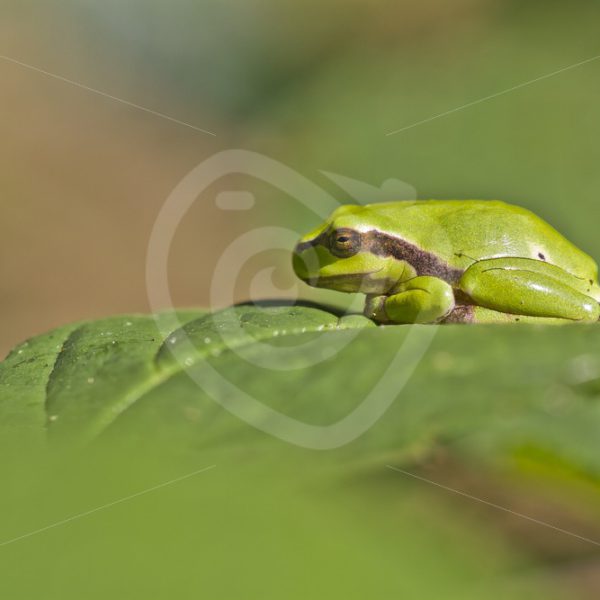 European treefrog portrait - Nature Stock Photo Agency