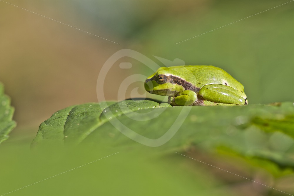 European treefrog portrait - Nature Stock Photo Agency European treefrog portrait - Nature Stock Photo Agency