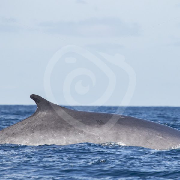 Fin whale passing by - Nature Stock Photo Agency