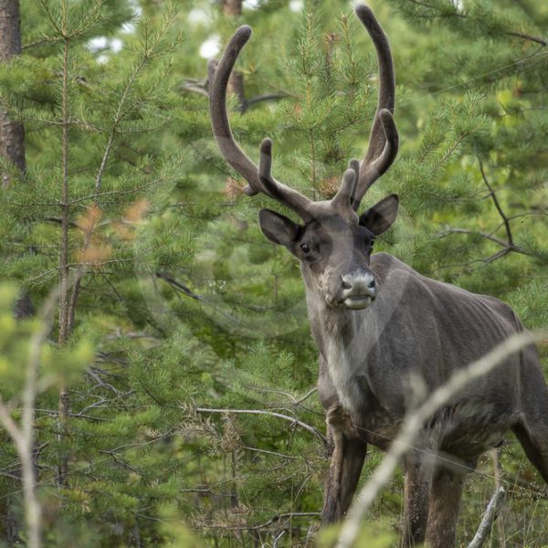 Finnish forest reindeer - Nature Stock Photo Agency