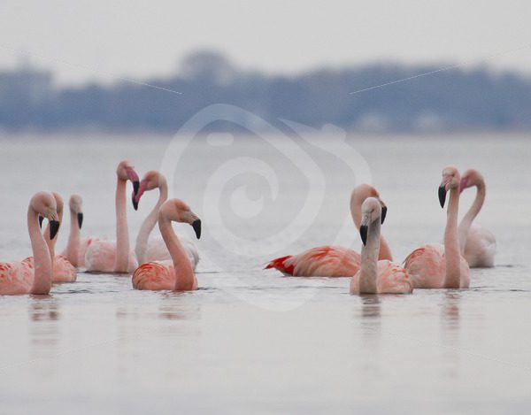 Flamingo group in the water - Nature Stock Photo Agency